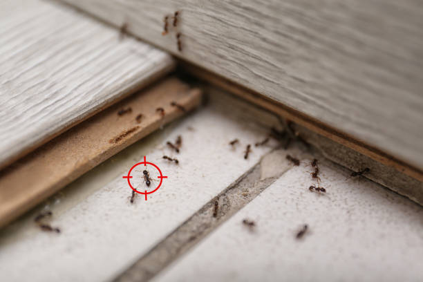 Best Affordable Pest Control Services  in Cleveland Heights, OH